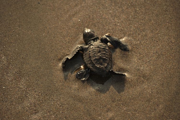 Penyu lekang (Lepidochelys olivacea) muda kerap dikira sebagai penyu hijau karena memiliki ciri tubuh yang mirip.