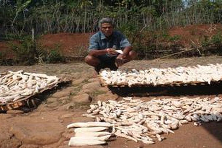 Iroakad (70) menata singkong yang dijemur di halaman depan rumahnya di Desa Tawangrejo, Kecamatan Gemarang, Kabupaten Madiun, Jawa Timur, akhir September 2012 lalu. Singkong kering merupakan bahan baku utama pembuataan tiwul, makanan pokok pengganti beras.

