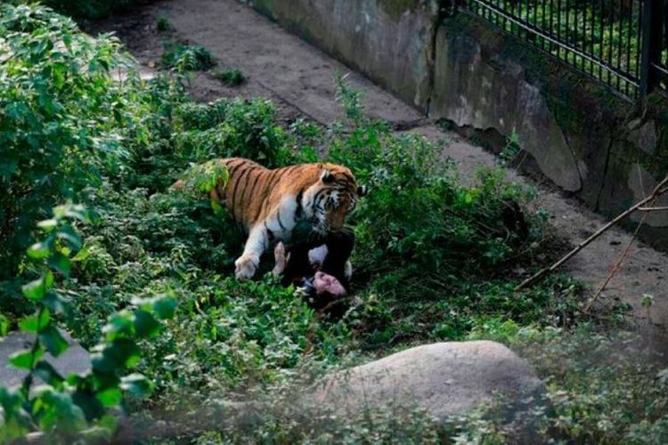 Taifun, si harimau siberia, menyerang pekerja kebun binatang Kaliningrad, Rusia.