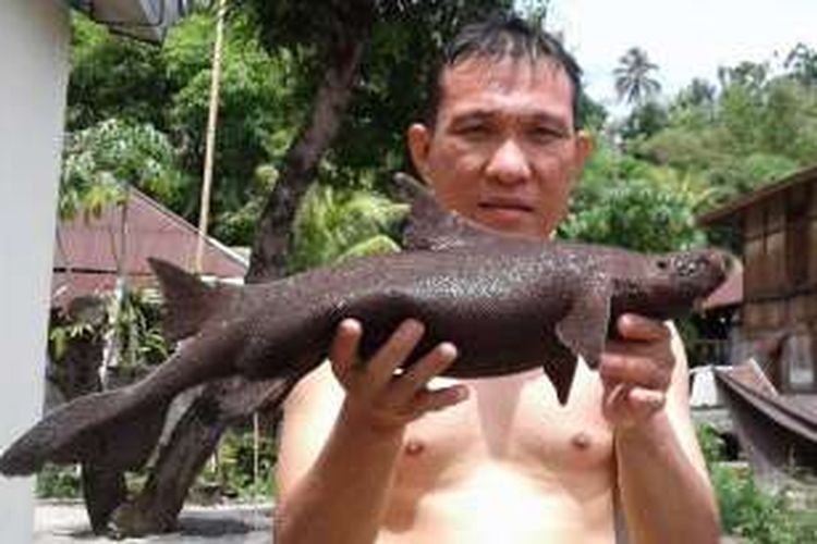 Jefrry Nggala memperlihatkan ikan aneh mirip hiu yang ditemukannya di pantai Kalasey, Minahasa, Minggu (7/8/2016).