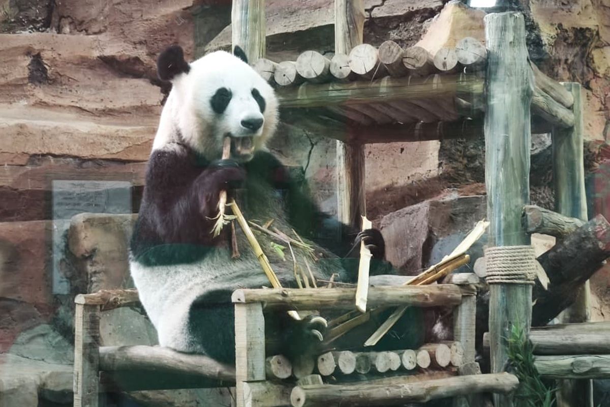 Hu Chun, induk dari bayi panda Rio di Taman Safari Bogor, diketahui jauh dari ?baby blues? dan rajin menjilati anaknya sehingga warna kemerahan itu muncul pada bulu Rio. 