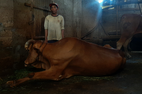 337 Sapi di Lumajang Terinfeksi PMK, 5 Mati, 4 Potong Paksa