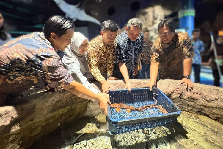  Sea World Ancol menghadirkan biota baru yaitu spesies hiu endemik dari Maluku Utara, Hiu Berjalan Halmahera (Hemiscyllium halmahera).