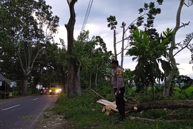 Lokasi pohon tumbang yang menewaskan warga Jember pada Rabu (13/3/2024)