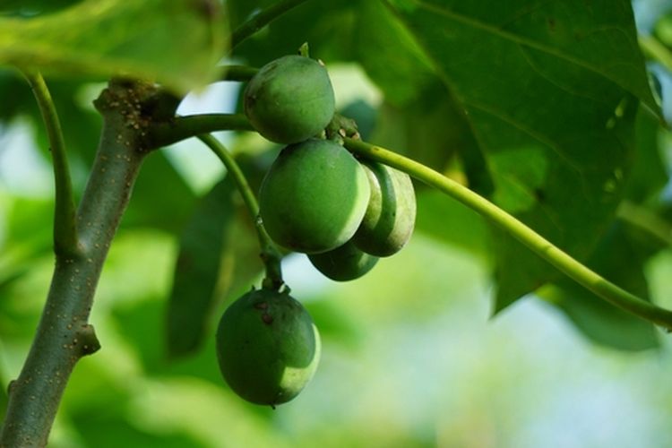 Ilustrasi buah jarak