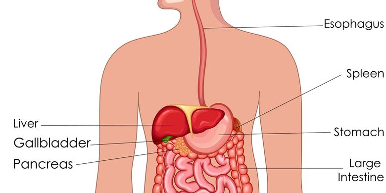Sistem Pernapasan: Fungsi, Organ, Cara Menjaga Agar Tetap Sehat