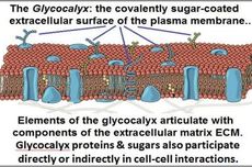 Glikoprotein: Pengertian dan Fungsinya