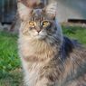 Penyebab Infeksi Telinga pada Kucing dan Cara Mengatasinya