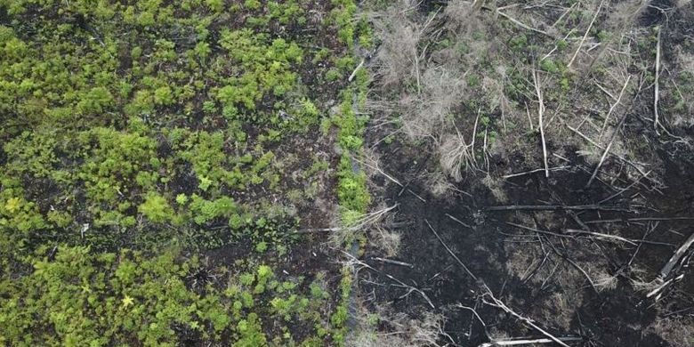 Lahan gambut di Suaka Margasatwa Rawa Singkil telah banyak ditebangi untuk pembukaan lahan ilegal perkebunan sawit. Foto diambil pada 2018.