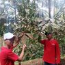 Krisis Iklim Ganggu Siklus Produksi Manggis, Hasil Panen Petani Turun