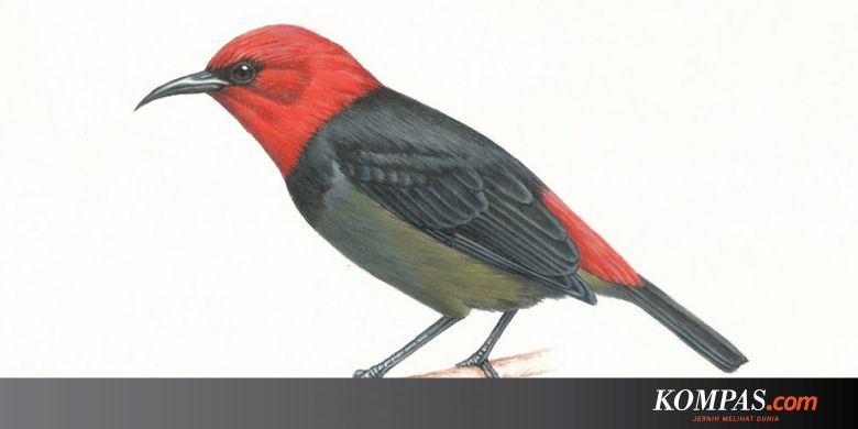 Iriana Widodo Dipakai Jadi Nama Burung Seperti Apa Rupanya