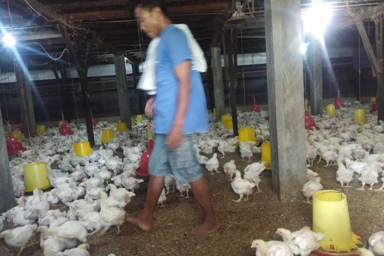 Seorang peternak memberi makan kepada ayamnya di Desa Ujung Rambung, Kecamatan Pantai Cermin, Serdang Bedagai. Peternak ayam mengalami kerugian akibat terdampak virus Corona atau Covid-19. Harga ayam anjlok di pasaran dan di saat yang sama harga pakan terus naik.