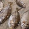 Berburu Ikan Dingkis Sajian Khas Imlek di Batam, Dipercaya Bawa Keberuntungan, Harga Tembus Rp 500.000 Per Kilogram