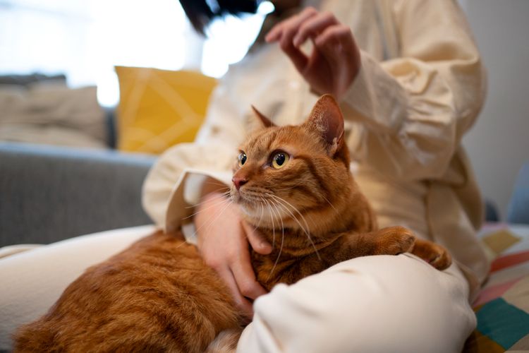 Mengapa Kucing Suka Duduk atau Tidur di Pangkuan Anda? Ini 5 Alasannya