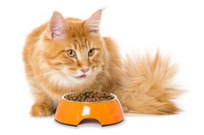 Mengapa Kucing Berhenti Makan Saat Bagian Bawah Mangkuk Terlihat?