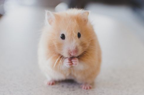Mengapa Hamster Menggigit dan Bagaimana Cara Menanganinya?