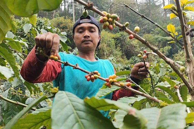 Dari Kebun ke Cangkir, Perjuangan Petani Kopi Kuningan Menjaga Identitas dan Menembus Pasar Dunia