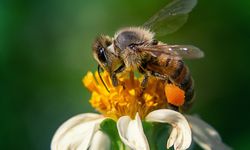 Peran Teknologi Informatika: Bantu Olah Data Biodiversitas jadi Panduan Kebijakan