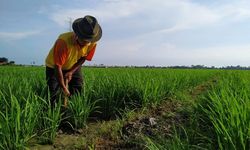 Realisasi KUR Pertanian Capai Rp 18 Triliun di 6 Sektor