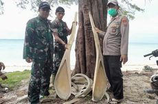 Tulang Ikan Raksasa Ditemukan Terdampar di Kepulauan Selayar, Peneliti Duga Milik Paus atau Hiu