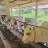 Pemkot Jaksel Sediakan Lahan di Mampang untuk Karantina Hewan Kurban, Bisa Tampung 500 Ekor
