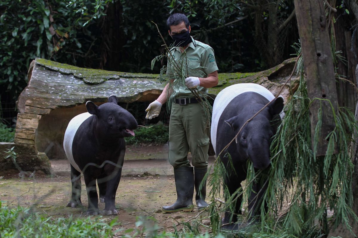 Usman memberi pakan tapir di Taman Safari Bogor, Sabtu (9/5/2020). Selama penutupan karena adanya Pembatasan Sosial Berskala Besar (PSBB) dampak penyebaran Covid-19, Taman Safari Bogor tetap melakukan pemeliharaan, perawatan kesehatan dan pemberian pakan pada satwa.