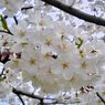 Tahun 2023, Bunga Sakura di Jepang Akan Mekar mulai Maret