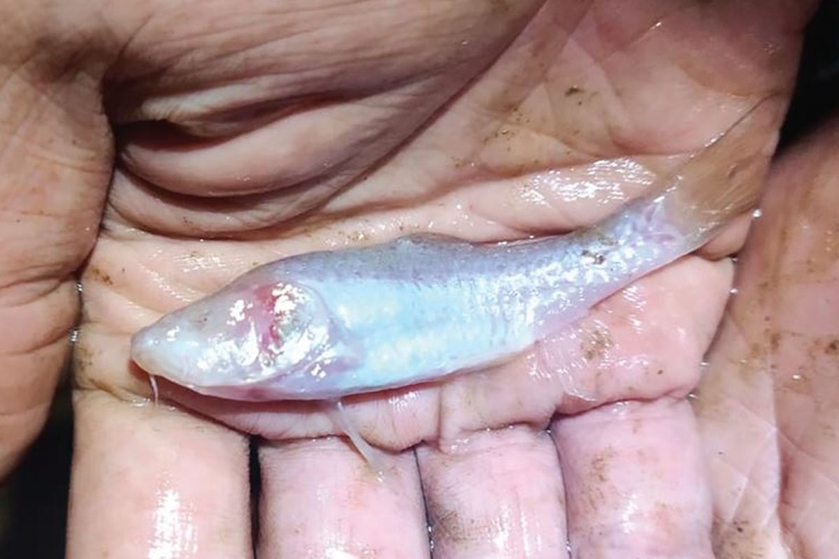 Ikan wader buta Barbodes klapanunggalensis sp. diambil di lokasi gua tahun 2020 