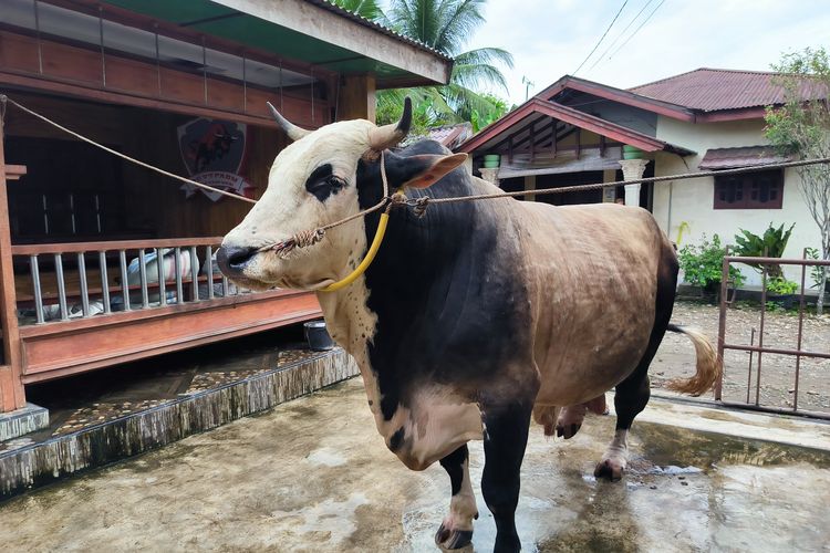 Salah satu sapi yang dipesan Presiden Prabowo Subianto dari peternakan Bang Yanto (YT) Farm di Jalan Labu, Kelurahan Paya Roba, Kecamatan Binjai Barat, Kota Binjai, Sumatera Utara, Jumat (22/5/2026).