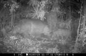 Induk dan Anak Badak Jawa Terekam di TN Ujung Kulon