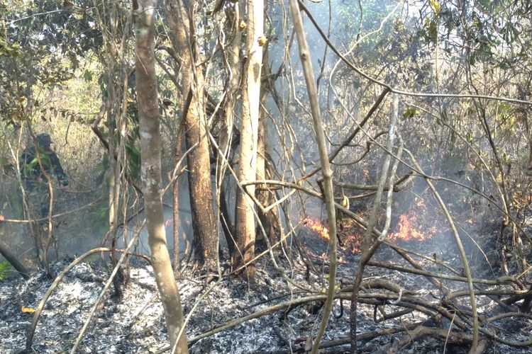 Api Masuk Pusat Konservasi Gajah Way Kambas, 5 Hektare Terbakar