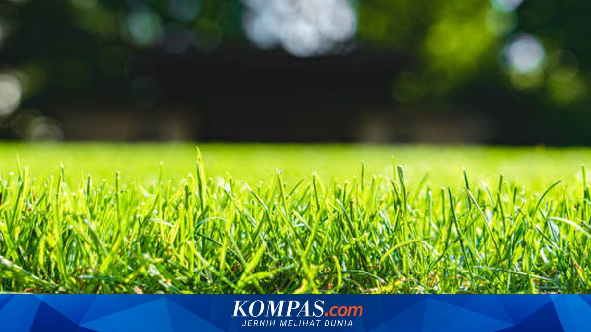 Mengapa Rumput Berwarna Hijau?