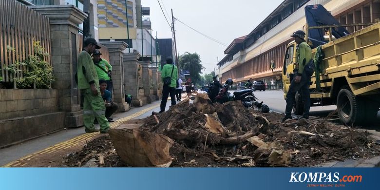 Riwayatmu Kini Pohon Angsana di Trotoar Cikini