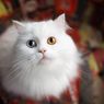Jadi Simbol Keberuntungan, Ini 7 Fakta Menarik Kucing Putih