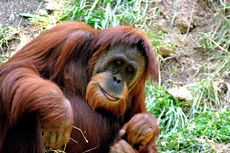 Miris, Pengunjung Lempari Orangutan Rokok di Kebun Binatang Bandung