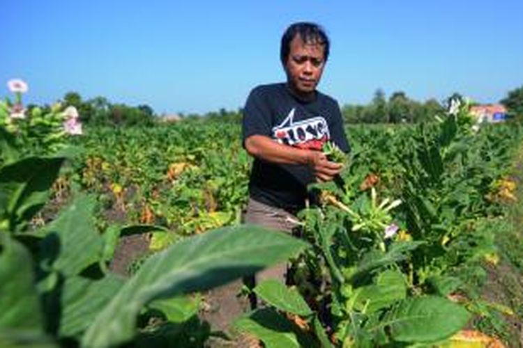 Tembakau milik petani di Madura gagal panen akibat anomali cuaca. Para petani memilih eksodus ke Kalimantan untuk memenuhi kebutuhan hidupnya.