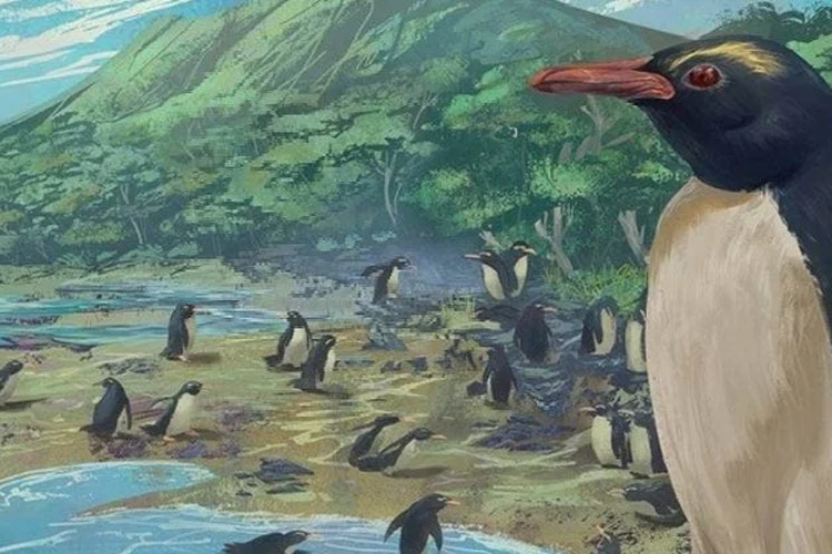 Peneliti menyebut jika semua penguin berasal dari nenek moyang yang tinggal di benua Zealandia.