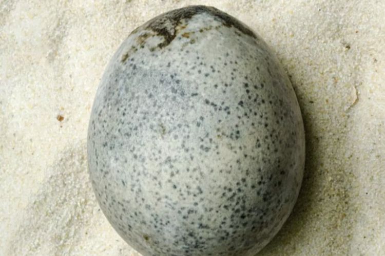 Telur utuh berumur 1.700 tahun.