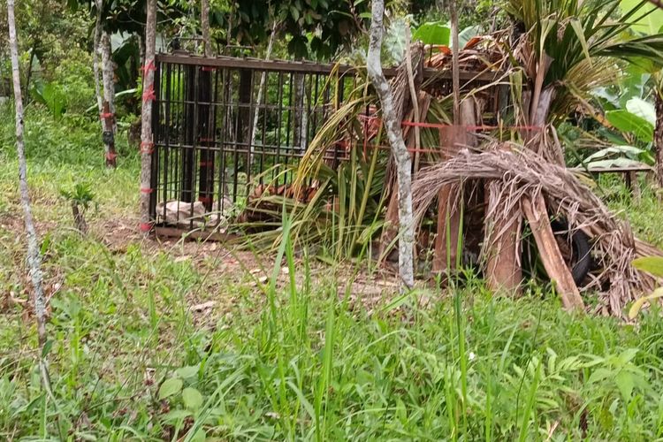 Harimau yang Resahkan Warga Agam Sejak Oktober 2025 Akhirnya Masuk Perangkap