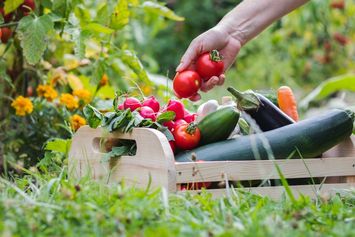 Tertarik Membuka Usaha? Berikut 3 Macam Usaha Perkebunan yang Menguntungkan