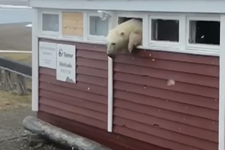 Beruang kutub ini terjebak di sebuah gudang penyimpanan sebuah hotel di Norwegia ketika mencoba mencari makanan. (YouTube/Action Master TV)