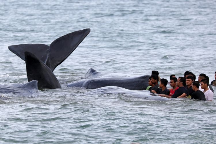 A tourist in Australia fell victim to a freak accident after being struck by a whale?s tail on Monday.