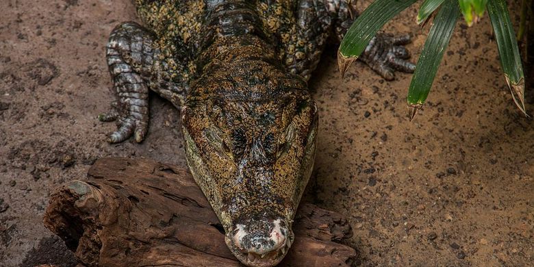 Buaya siam (Crocodylus siamensis) adalah salah satu buaya yang banyak ditemukan di Indonesia, khususnya Jawa dan Kalimantan.