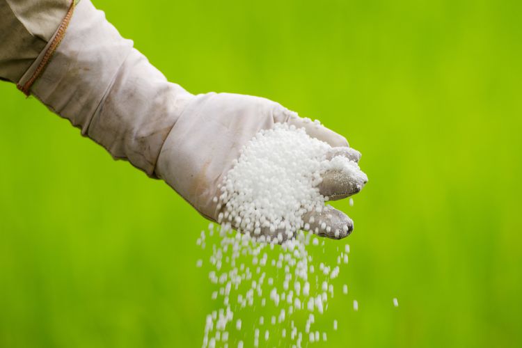 Ilustrasi pupuk urea untuk tanaman.
