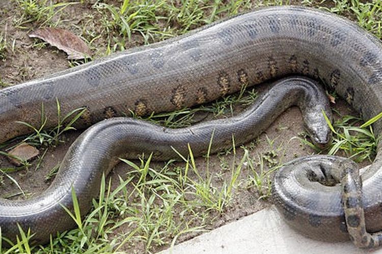 Anaconda Hijau Utara, ular terbesar di dunia yang ditemukan di hutan Amazon, panjangnya 7,9 meter.