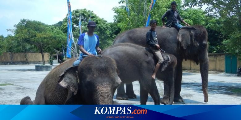  Binatang  Titipan KBS di Banyuwangi Sehat dan Beranak 