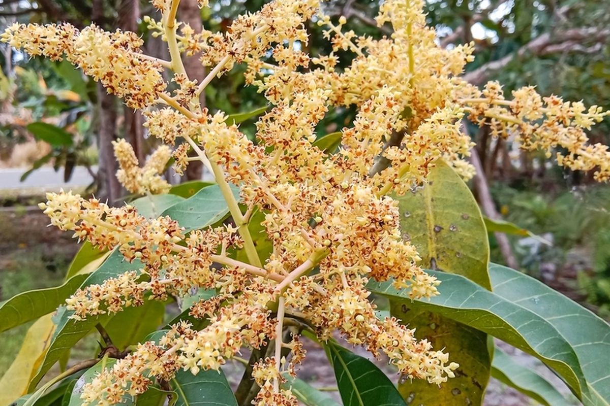 Ilustrasi bunga mangga.