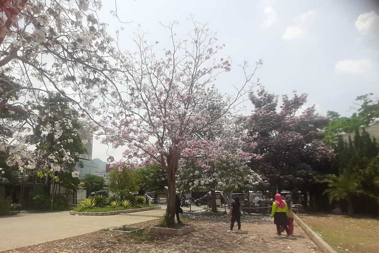 Beberapa warga tengah mengabadikan momen diantara pohon bunga Tabebuya di Komplek Bumi Siliwangi, Kecamatan Baleendah, Kabupaten Bandung, Jawa Barat pada Rabu (15/11/2023)