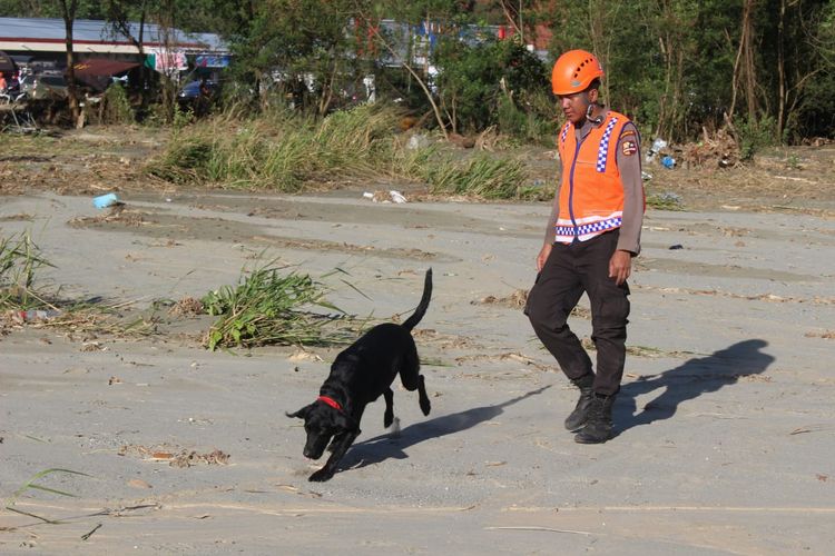 Seekor anjing pelacak diturunkan untuk menyisir aroma tak sedap yang diduga jenazah korban banjir bandang, Sabtu (23/3/2019) 