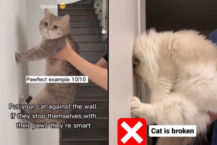 Tangkap layar video kucing yang menahan agar kepalanya tidak terbentur dinding disebut kucing pintar.